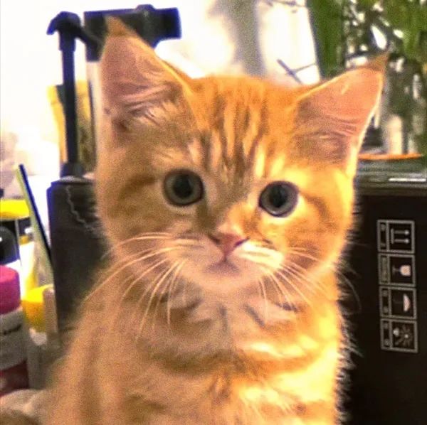 可爱橘猫萌态十足，大眼睛无辜惹人爱 𝑾𝒆𝑪𝒉𝒂𝒕｜梦核高糊小猫头像表情包图片gif动图 - 求表情网,斗图从此不求人!