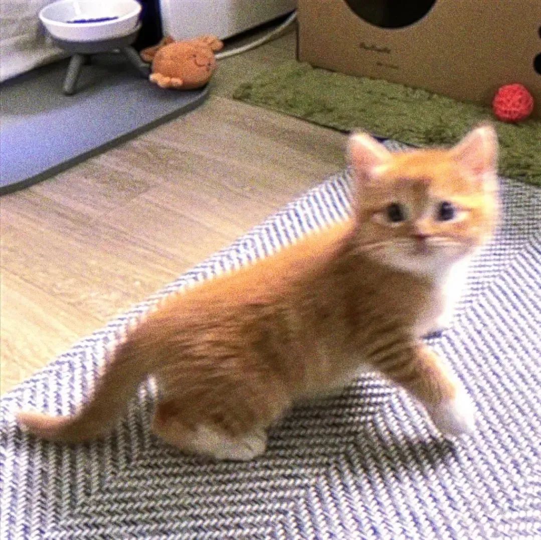 可爱橘猫在室内地毯上萌态尽显，眼神灵动惹人爱 𝑾𝒆𝑪𝒉𝒂𝒕｜梦核高糊小猫头像表情包图片gif动图 - 求表情网,斗图从此不求人!