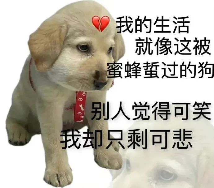 《我的生活像被蜜蜂蜇过的狗,别人觉可笑我却只剩可悲》 表情包|写得什么东西表情包图片gif动图 - 求表情网,斗图从此不求人!