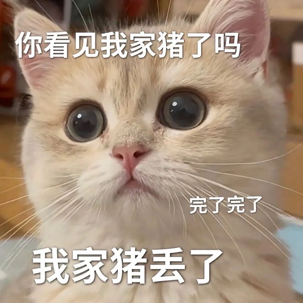 可爱猫咪瞪大眼睛，配文“你看见我家猪了吗 完了完了我家猪丢了” 不Q萌的表情包我不发表情包图片gif动图 - 求表情网,斗图从此不求人!