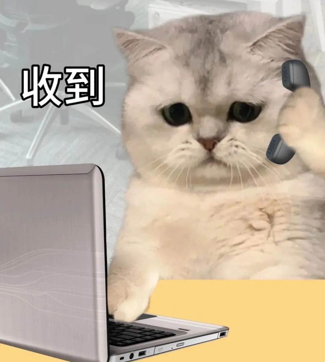 可爱猫咪手持电话一脸正经，配文“收到”的有趣表情包 表情包丨存表情包时间到表情包图片gif动图 - 求表情网,斗图从此不求人!