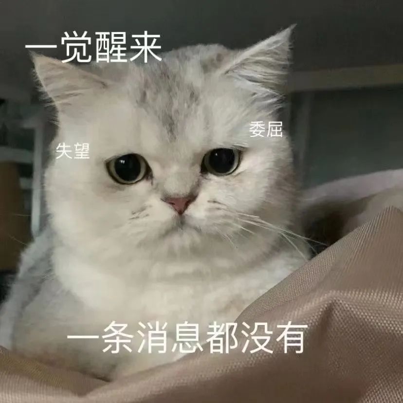 一觉醒来一条消息都没有,猫咪满脸委屈失望 今晚来我房间 | ๑表情包图~表情包图片gif动图 - 求表情网,斗图从此不求人!