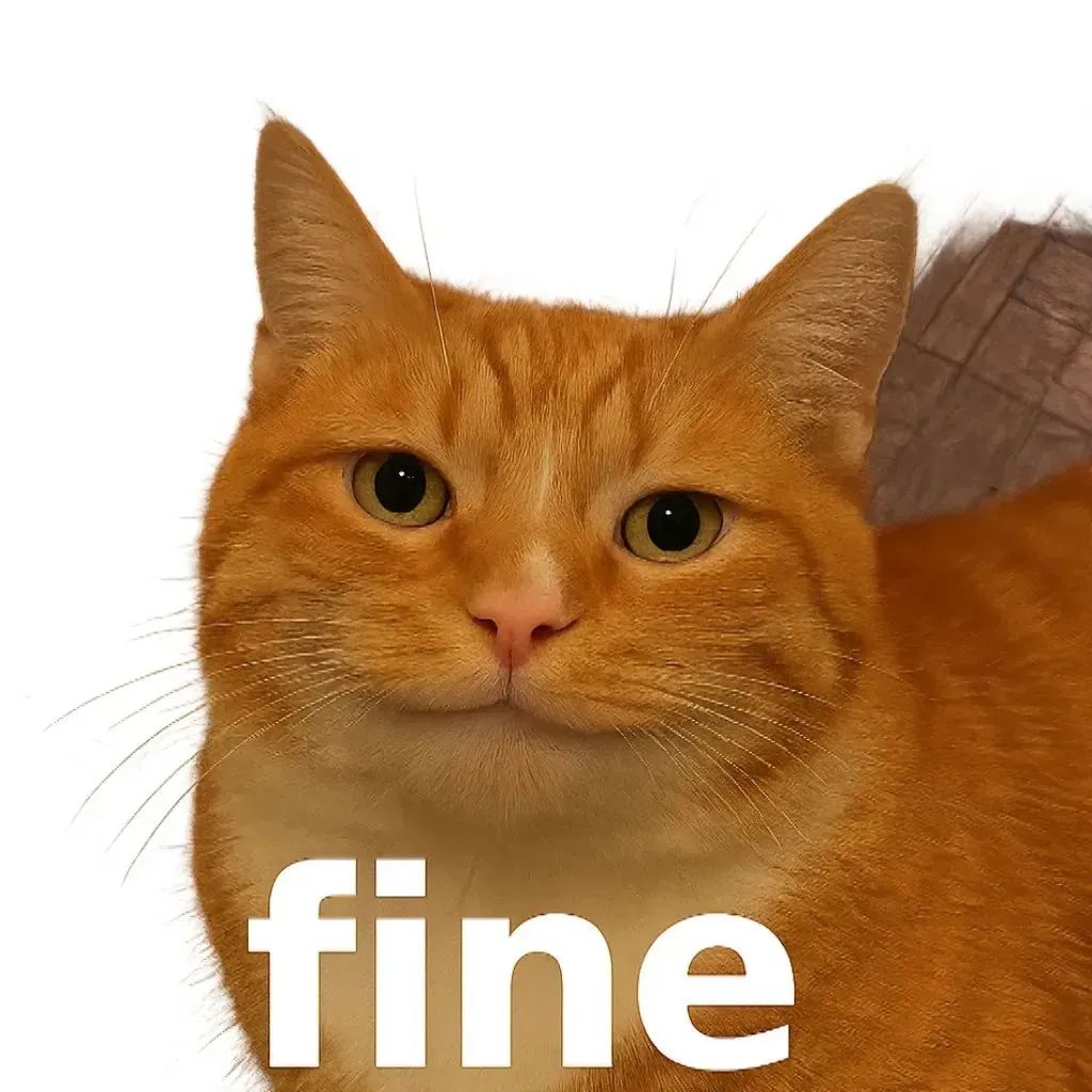 橘猫一脸无奈配文“fine”,尽显傲娇又无奈的可爱模样 表情包龟泌:你老公 你老公 你老公 你老公表情包图片gif动图 - 求表情网,斗图从此不求人!
