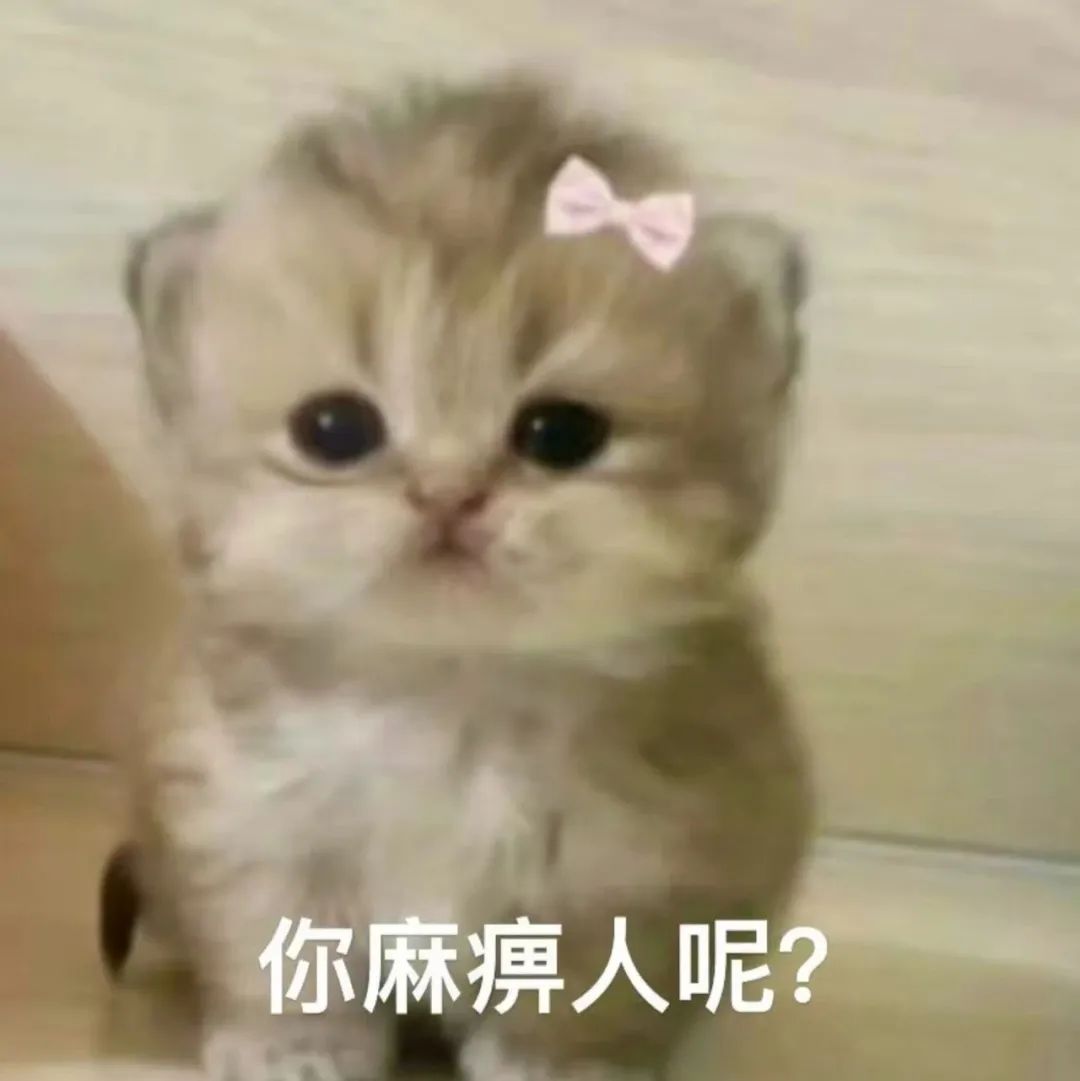 可爱小猫头戴粉色蝴蝶结，表情呆萌配文“你麻痹人呢？” 表情包丨小猫合集表情包图片gif动图 - 求表情网,斗图从此不求人!