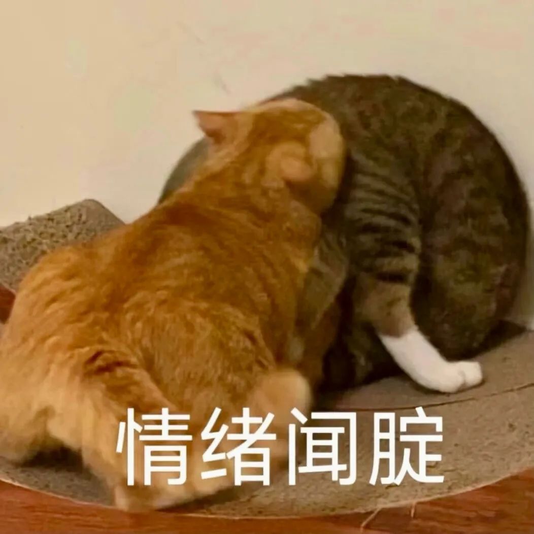 两只猫咪依偎在一起,配文“情绪闻腚”,画面温馨又搞笑 表情包丨小猫合集表情包图片gif动图 - 求表情网,斗图从此不求人!