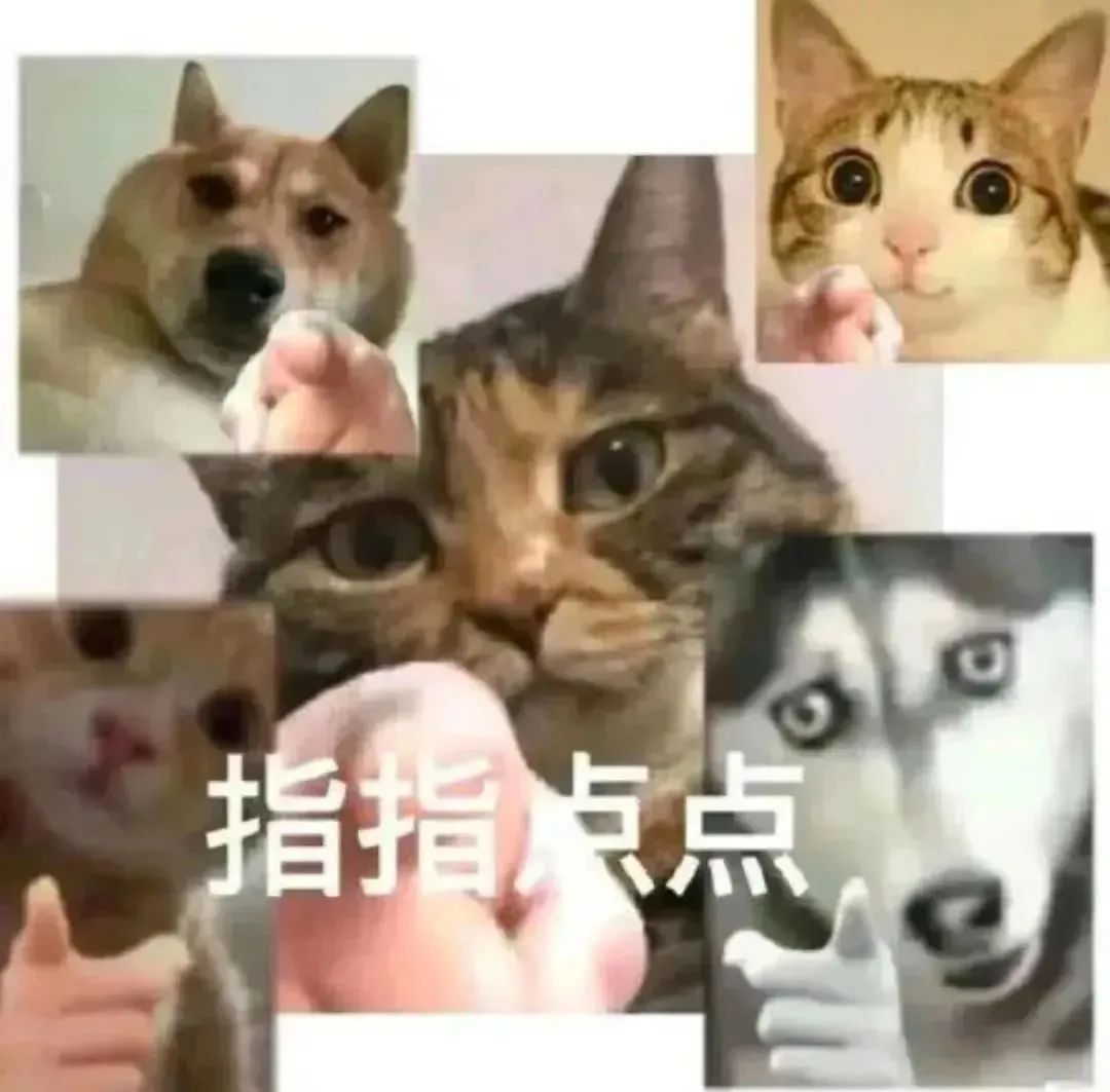 可爱猫狗们集体“指指点点”,这表情包太有趣啦 抽象实用表情包表情包图片gif动图 - 求表情网,斗图从此不求人!