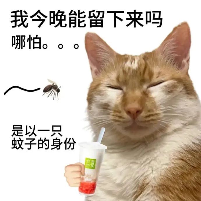 《我今晚能留下来吗哪怕是以一只蚊子的身份》 猫咪表情包丨拿去调戏朋友吧~ 表情包图片gif动图 - 求表情网,斗图从此不求人!