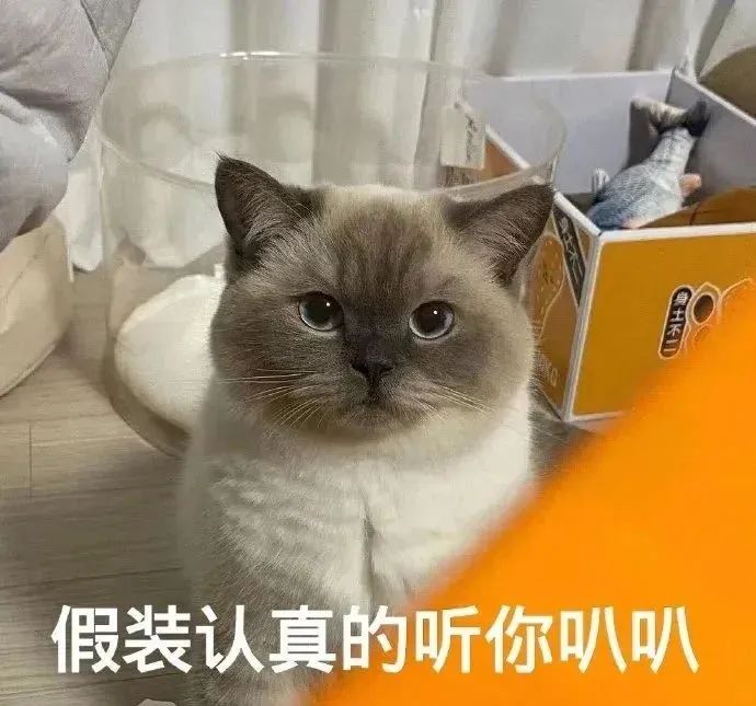 可爱猫咪表情专注，配文“假装认真的听你叭叭”超有趣 超Nice的表情包表情包图片gif动图 - 求表情网,斗图从此不求人!