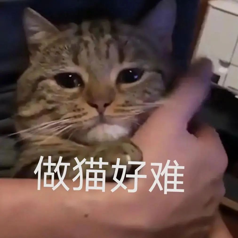 无奈的猫咪配上文字“做猫好难”,尽显萌态与委屈 表情包集合表情包图片gif动图 - 求表情网,斗图从此不求人!