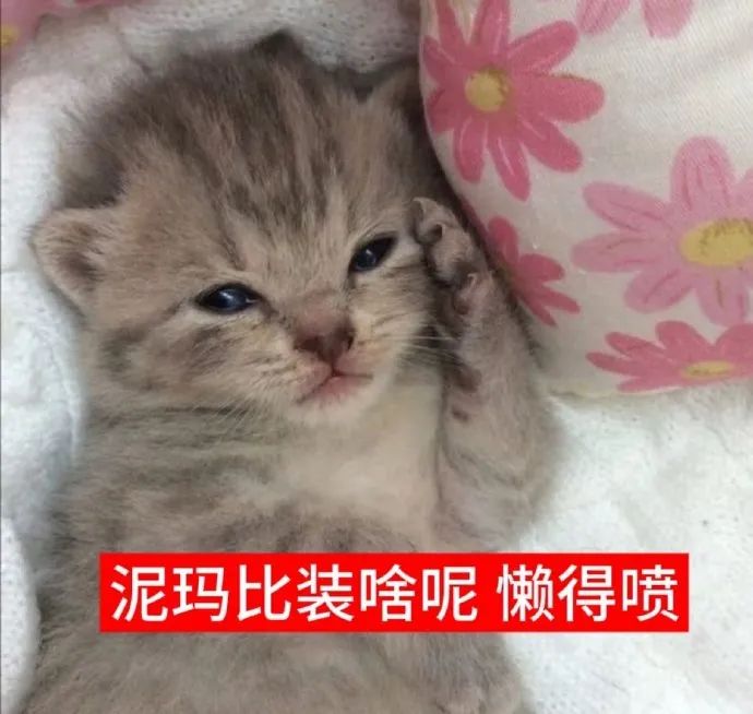 可爱小猫配文“泥玛比装啥呢 懒得喷”，尽显慵懒不屑 猫咪表情包 | 人生真是喵喵又咪咪表情包图片gif动图 - 求表情网,斗图从此不求人!