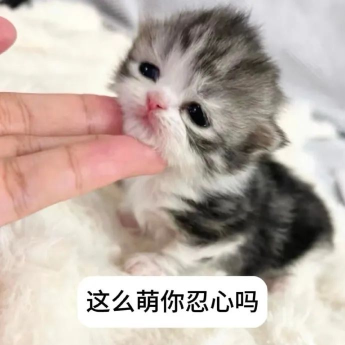 可爱小猫被手指轻触,配文“这么萌你忍心吗”,萌化人心 猫咪表情包 | 猫meme绿茶系表情包表情包图片gif动图 - 求表情网,斗图从此不求人!