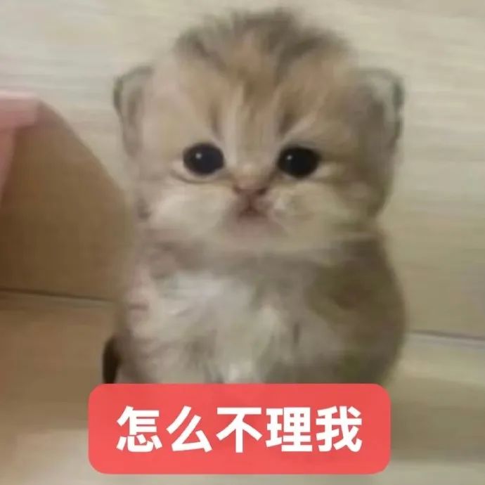 可爱小猫咪委屈巴巴,配文“怎么不理我”萌化人心 猫咪表情包 | 猫meme绿茶系表情包表情包图片gif动图 - 求表情网,斗图从此不求人!