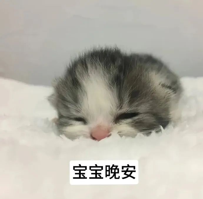 可爱小猫闭眼趴窝,配文“宝宝晚安”温馨又治愈 猫咪表情包 | 可爱猫meme表情表情包图片gif动图 - 求表情网,斗图从此不求人!