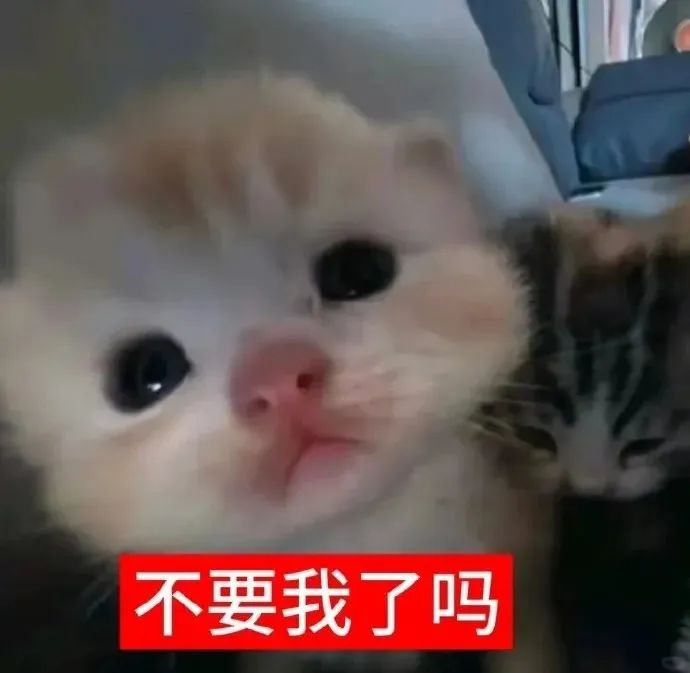 可爱小猫委屈脸配文“不要我了吗”,尽显可怜模样 猫咪表情包 | 可爱猫meme表情表情包图片gif动图 - 求表情网,斗图从此不求人!