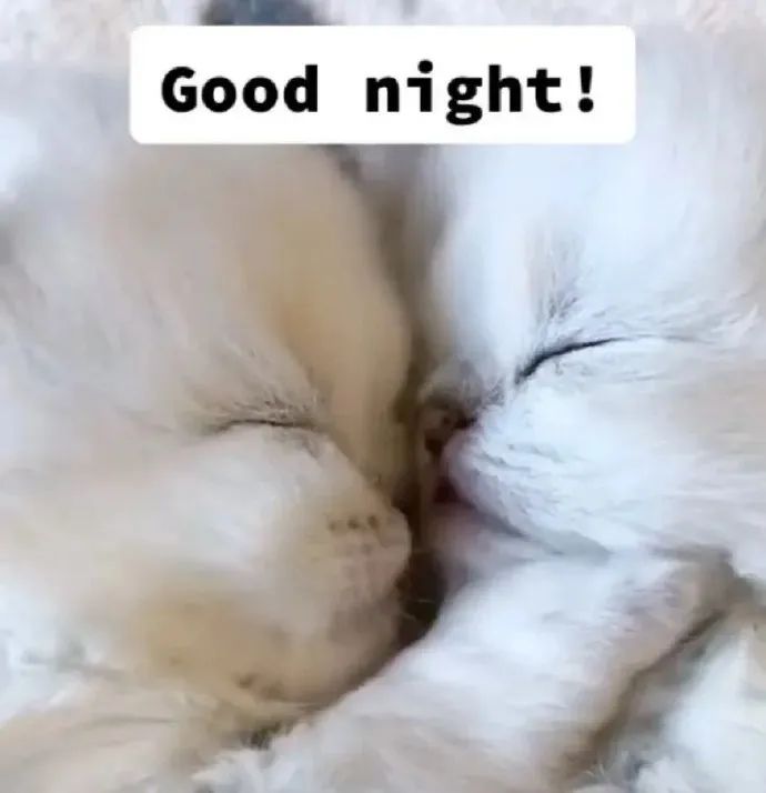 两只猫咪依偎着闭眼,配文“Good night!”的温馨晚安表情包 猫咪表情包 | 可爱猫meme表情表情包图片gif动图 - 求表情网,斗图 ...