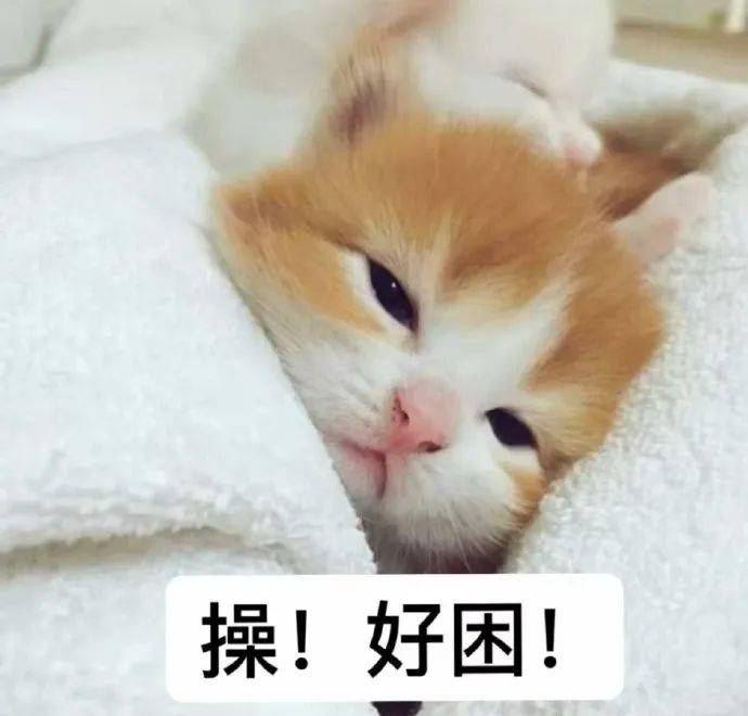 橘白小猫裹着毛巾一脸困倦,配文“操!好困!”超萌 猫咪表情包:人生真是喵喵又咪咪 表情包图片gif动图 - 求表情网,斗图从此不求人!