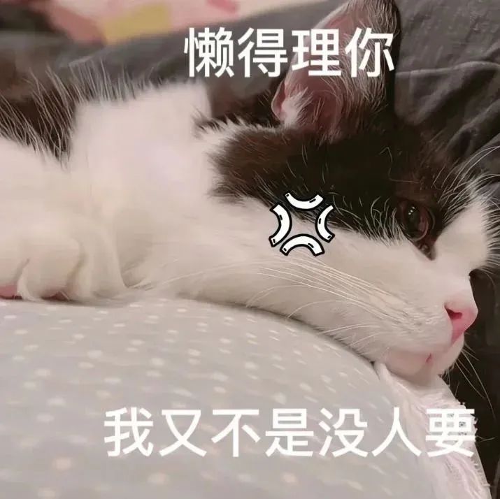 傲娇猫咪表情包：“懒得理你，我又不是没人要” 心心念念的表情包表情包图片gif动图 - 求表情网,斗图从此不求人!