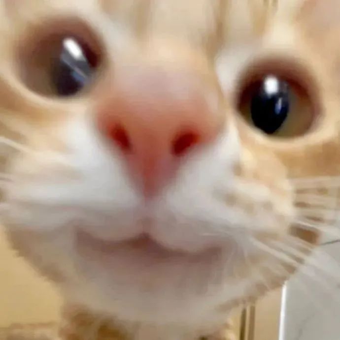 可爱橘猫特写，大眼萌鼻超治愈的猫咪头像 小橘猫自拍头像表情包图片gif动图 - 求表情网,斗图从此不求人!