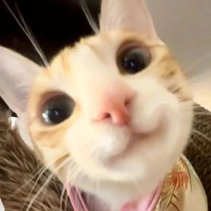 可爱橘猫大眼萌照，表情呆萌惹人爱 小橘猫自拍头像表情包图片gif动图 - 求表情网,斗图从此不求人!
