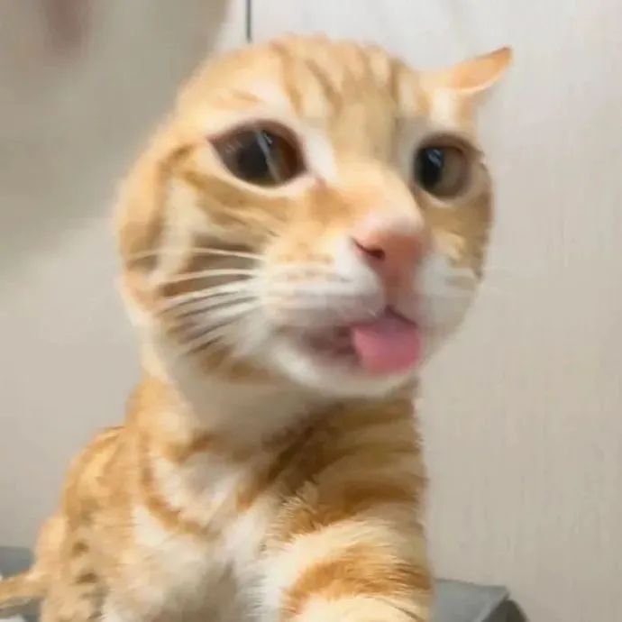 可爱橘猫吐舌卖萌，俏皮模样萌化人心 小橘猫自拍头像表情包图片gif动图 - 求表情网,斗图从此不求人!