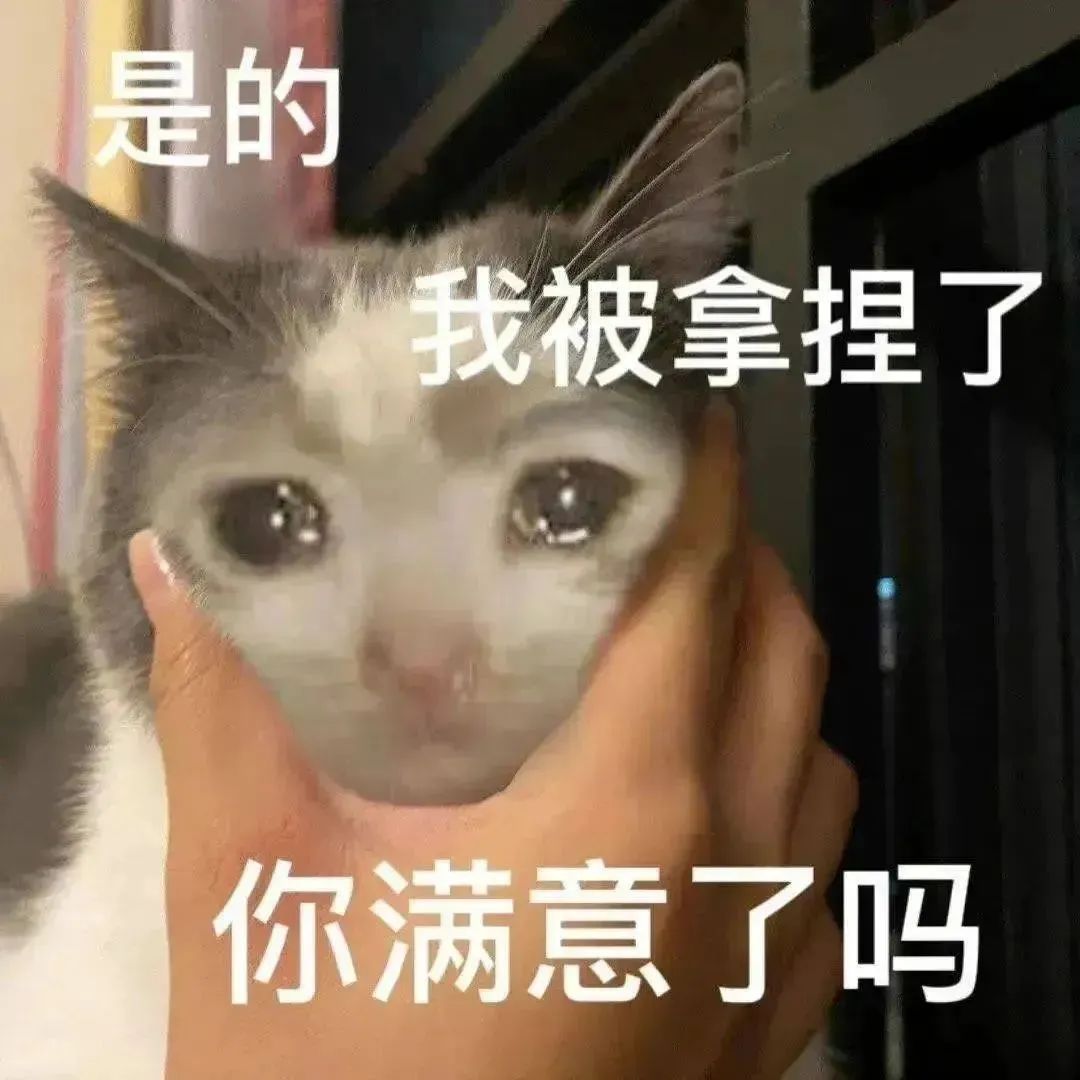 猫咪被人拿捏一脸无奈,配文“是的 我被拿捏了 你满意了吗”超有趣 奇怪的表情包增多了表情包图片gif动图 - 求表情网,斗图从此不求人!