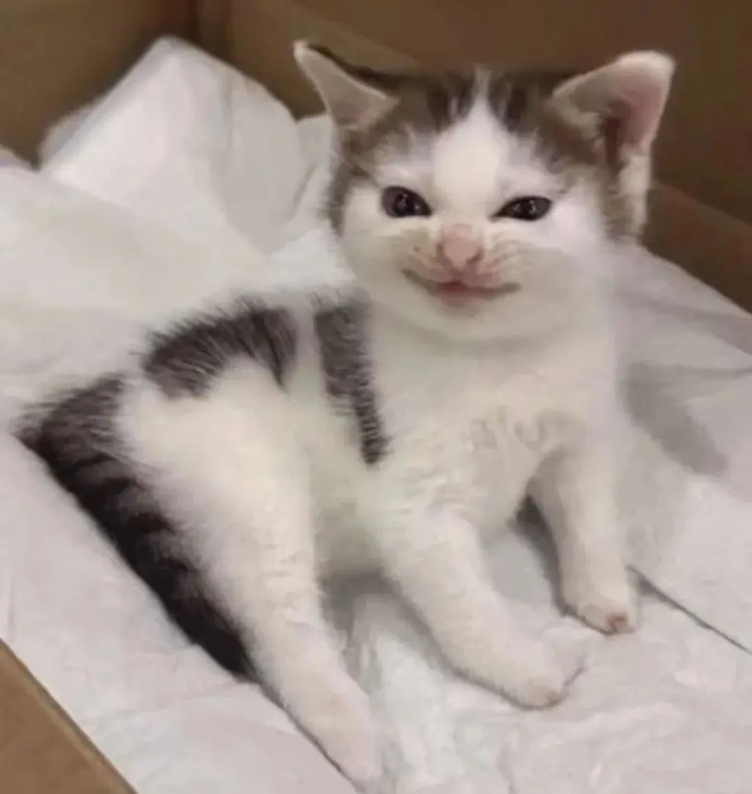 可爱小猫躺纸箱里,眯眼咧嘴似在偷笑,萌态十足 猫meme表情包 热门猫meme 邪恶小鼻嘎表情包表情包图片gif动图 - 求表情网,斗图从此不求人!