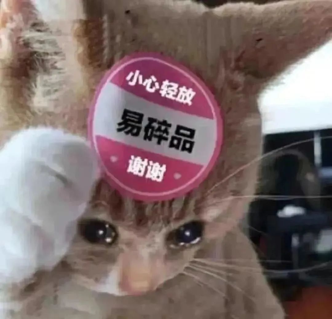 可爱猫咪头顶“小心轻放易碎品 谢谢”标签,萌态十足 猫meme表情包 热门猫meme 邪恶小鼻嘎表情包表情包图片gif动图 - 求表情网,斗图 ...
