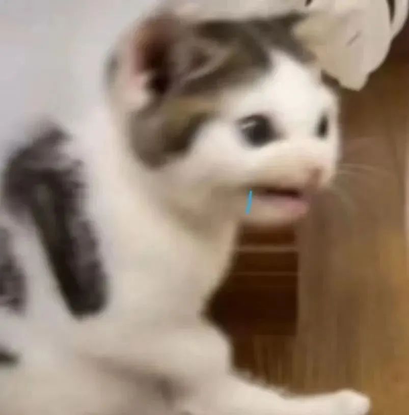 可爱小猫表情滑稽,张嘴流口水的样子太搞笑 猫meme表情包 热门猫meme 邪恶小鼻嘎表情包表情包图片gif动图 - 求表情网,斗图从此不求人!