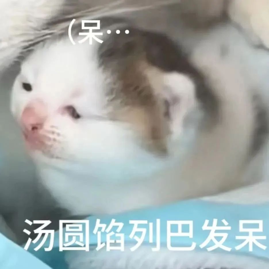 《呆···汤圆馅列巴发呆》,萌猫表情尽显呆萌可爱 猫meme表情包 热门猫meme 邪恶小鼻嘎表情包表情包图片gif动图 - 求表情网,斗图 ...