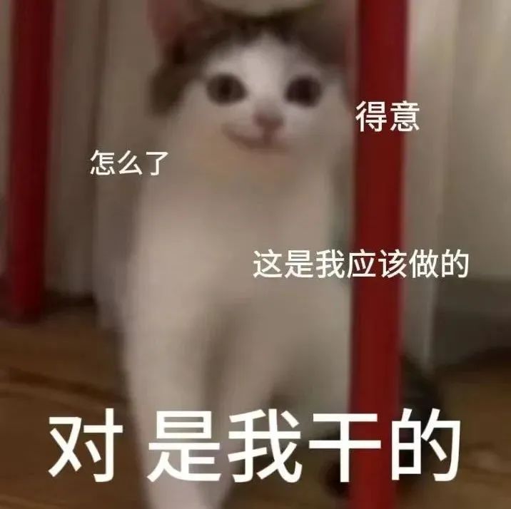 《得意猫的“自白”:这是我应该做的,对是我干的》 猫meme表情包 热门猫meme 邪恶小鼻嘎表情包表情包图片gif动图 - 求表情网,斗图 ...