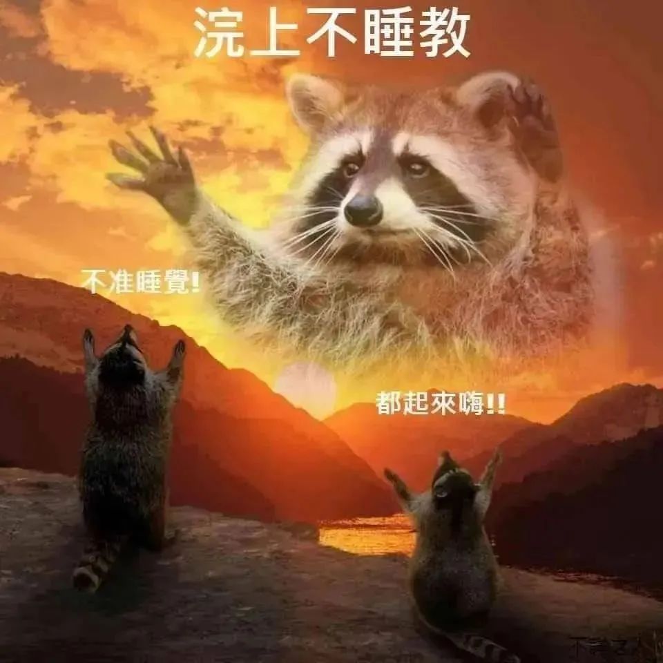 《浣上不睡教》:浣熊激情高呼“不准睡觉!都起来嗨”超有感染力 沙雕但好用的表情包表情包图片gif动图 - 求表情网,斗图从此不求人!