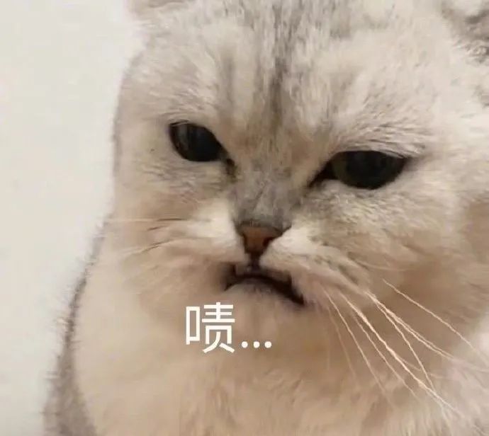 猫咪皱着眉头嘴巴微张,配文“啧”,尽显嫌弃之意 笑到脸酸的取表情包!表情包图片gif动图 - 求表情网,斗图从此不求人!