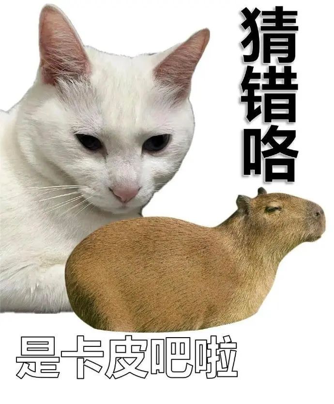《猜错咯,是卡皮吧啦》——可爱猫咪与水豚的趣味互动表情包 整蛊表情包 | 猜猜这是什么?猜中有奖励表情包图片gif动图 - 求表情网,斗图从此不求人!