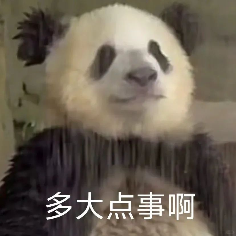 熊猫一脸淡然,配文“多大点事啊”,尽显从容豁达 表情包 | 今晚出来方便吗表情包图片gif动图 - 求表情网,斗图从此不求人!
