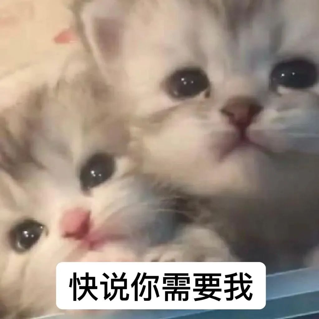 快说我是不是你的小公举(可爱猫咪)表情包图片- 求表情网,斗图从此不求人!