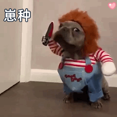 穿着奇特服装的狗狗手持小刀,可爱又有点“恶狠狠”的模样 抽象到没朋友的表情包表情包图片gif动图 - 求表情网,斗图从此不求人!