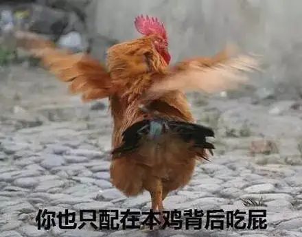 表情包：鸡哥真的是很社会 相关表情包,表情包专辑 - 求表情网,斗图从此不求人!