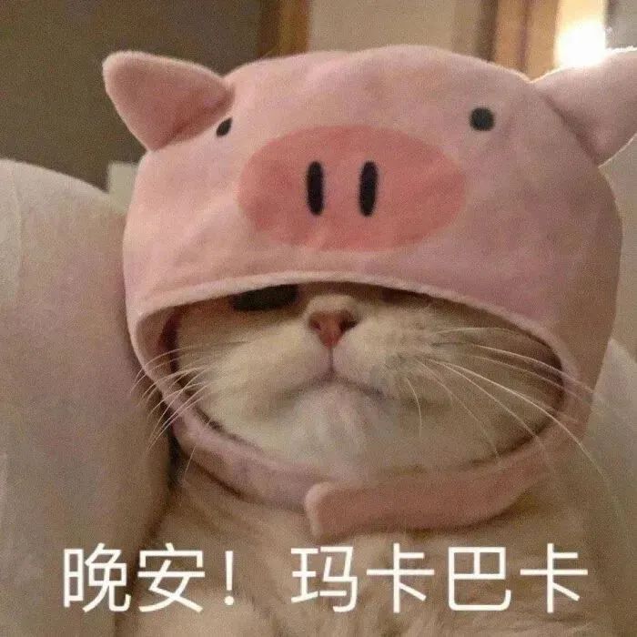 戴着猪猪帽的猫咪可爱道晚安,“晚安!玛卡巴卡”萌化了 200个抽象聊天表情包表情包图片gif动图 - 求表情网,斗图从此不求人!