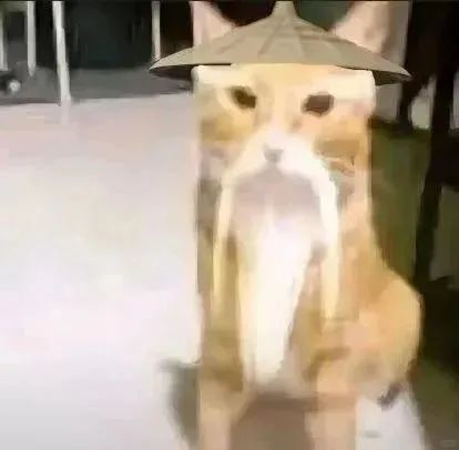 戴着斗笠留着长须 猫咪秒变可爱又滑稽的“猫仙人” 耄耋圆头蜘蛛猫长串爬行表情包大全！可批量保存！表情包图片gif动图 - 求表情网,斗图从此不求人!