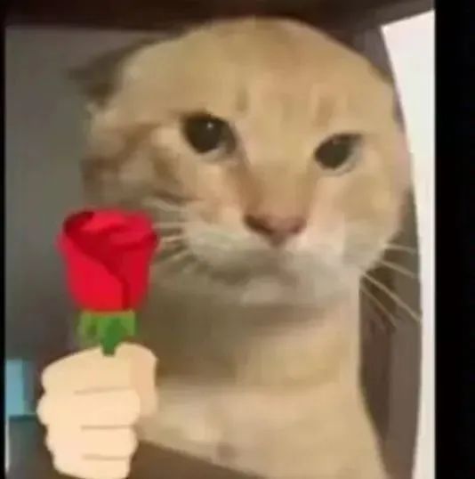 可爱猫咪手持红玫瑰,表情呆萌超有趣 可爱猫meme耄耋猫表情包大合集表情包图片gif动图 - 求表情网,斗图从此不求人!
