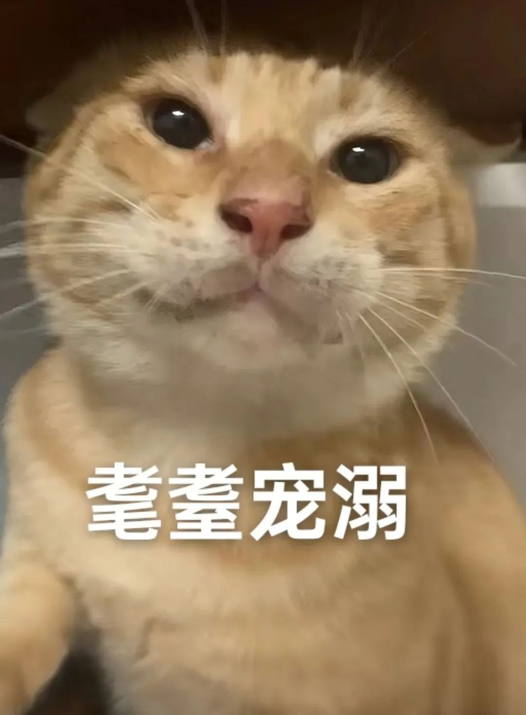 可爱橘猫表情呆萌,配文“耄耋宠溺”尽显温柔可爱 可爱猫meme耄耋猫表情包大合集表情包图片gif动图 - 求表情网,斗图从此不求人!