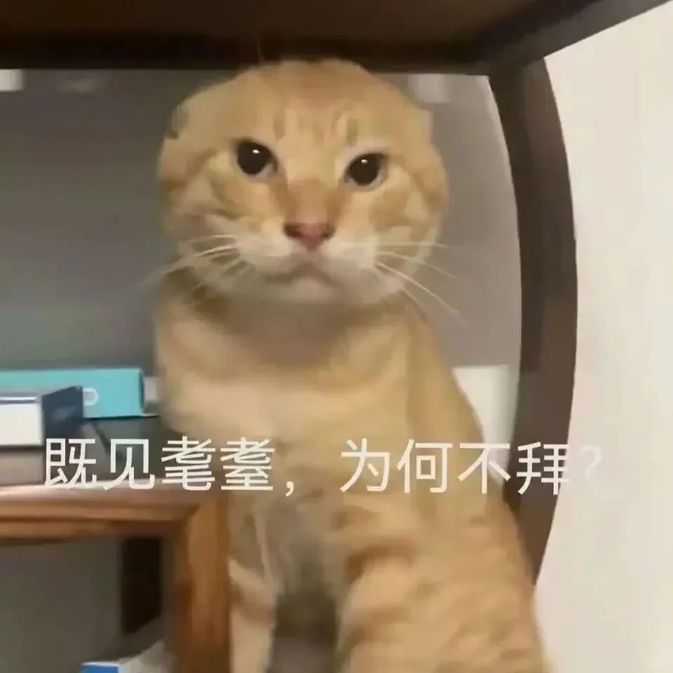 橘猫严肃脸配文“既见氍毹,为何不拜”,尽显霸气可爱 可爱猫meme耄耋猫表情包大合集表情包图片gif动图 - 求表情网,斗图从此不求人!