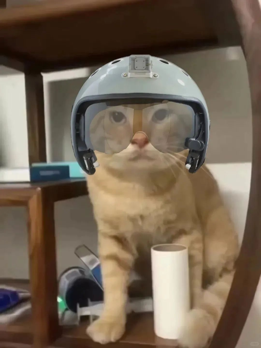戴着头盔的猫咪一脸呆萌,可爱模样萌翻众人 可爱猫meme耄耋猫表情包大合集表情包图片gif动图 - 求表情网,斗图从此不求人!