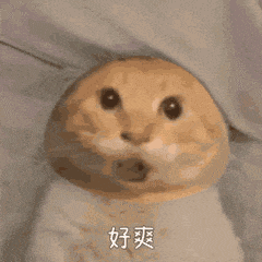 可爱猫咪表情夸张,一脸满足配文“好爽”的趣味表情包 可爱猫meme耄耋猫表情包大合集表情包图片gif动图 - 求表情网,斗图从此不求人!