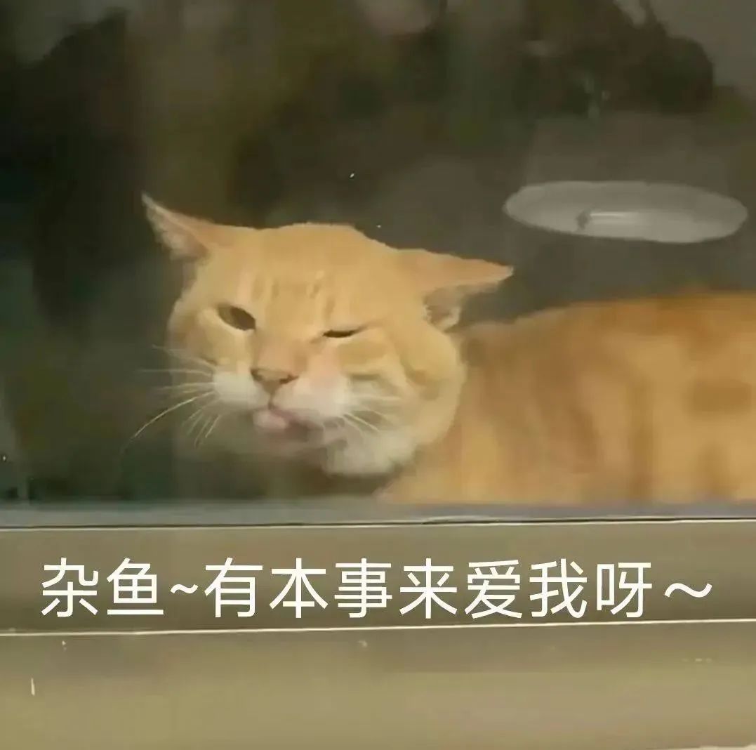 橘猫眯眼撇嘴超傲娇,配文“杂鱼~有本事来爱我呀~”萌翻了 可爱猫meme耄耋猫表情包大合集表情包图片gif动图 - 求表情网,斗图从此不求人!