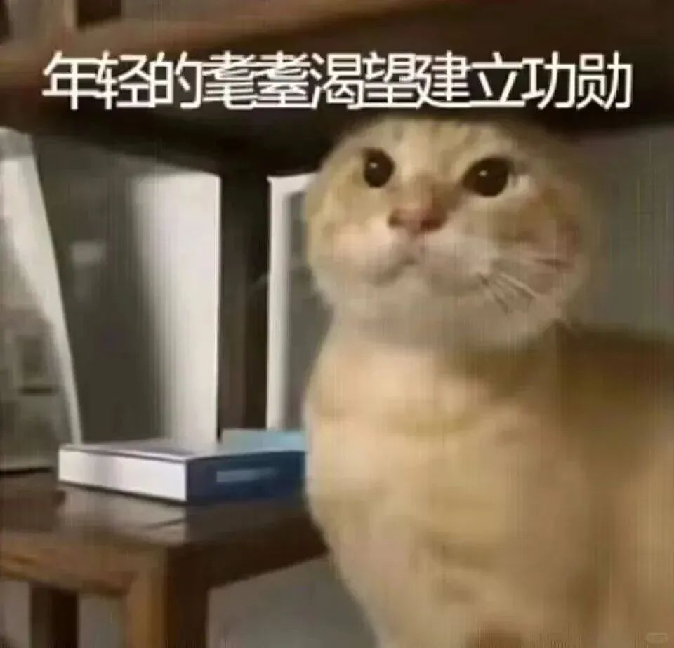 可爱猫咪表情逗趣,配文“年轻的爹爹渴望建立功勋”超有梗 可爱猫meme耄耋猫表情包大合集表情包图片gif动图 - 求表情网,斗图从此不求人!