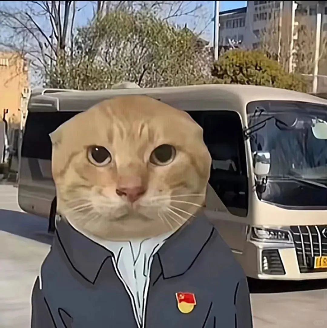 可爱猫meme耄耋猫表情包大合集相关表情包表情包专辑 求表情网斗图从此不求人 