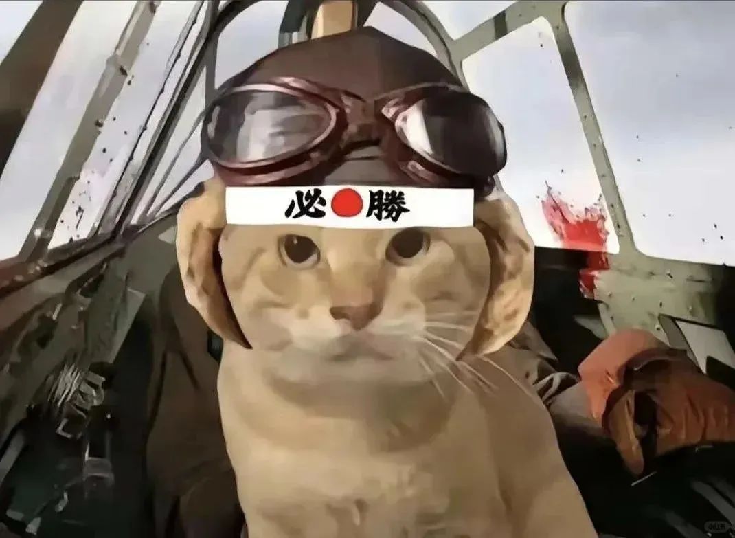 戴着飞行员头盔的猫咪,表情严肃,配文“必胜”超燃 可爱猫meme耄耋猫表情包大合集表情包图片gif动图 - 求表情网,斗图从此不求人!