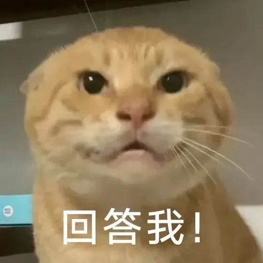 可爱橘猫瞪大双眼,配文“回答我!”,表情急切又可爱 可爱猫meme耄耋猫表情包大合集表情包图片gif动图 - 求表情网,斗图从此不求人!