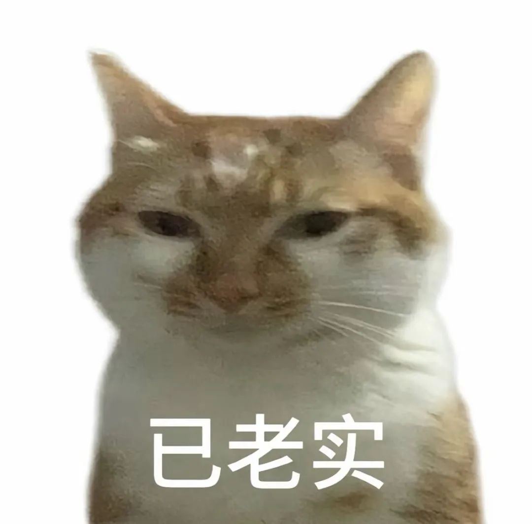 表情严肃的猫咪配文“已老实”,尽显无奈又乖巧的模样 表情包:这很不OK表情包图片gif动图 - 求表情网,斗图从此不求人!